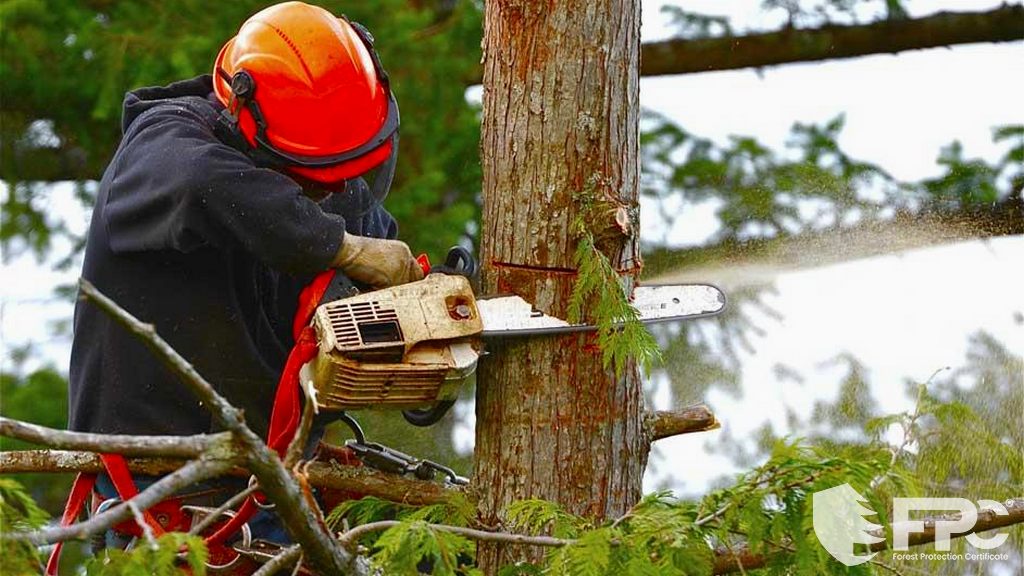 Die Beziehung zwischen Holzfällerunternehmen und der Gemeinschaft verbessert sich