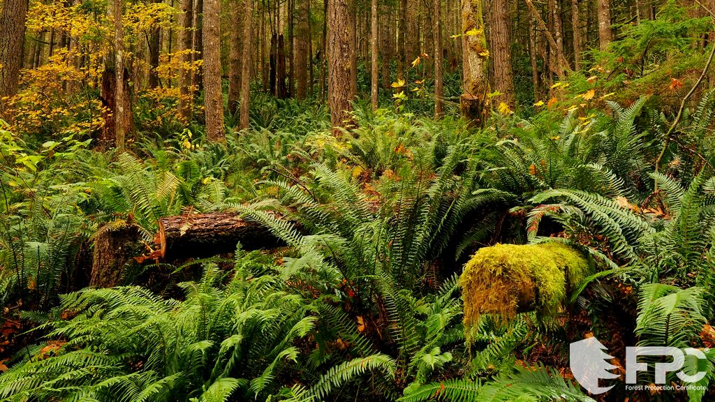 Protezione dell'ecosistema forestale