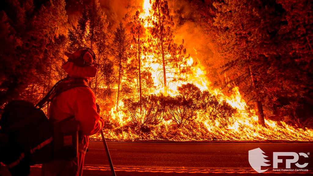 Bosbrande en brandvoorkoming