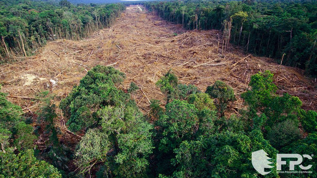 Αποψίλωση και αποψίλωση των δασών
